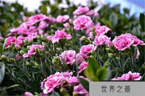 世界上十种最美的花