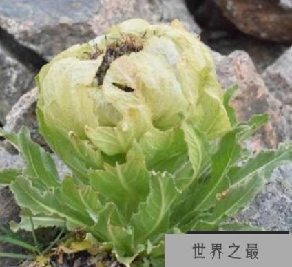 十大稀有植物药材排行榜：雪莲花和藏红花位列前两名