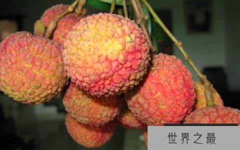 世界上最贵的荔枝：一颗卖出55万天价！