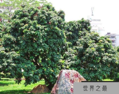 世界上最贵的荔枝：一颗卖出55万天价！