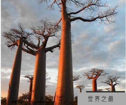 世界上寿命最长的树