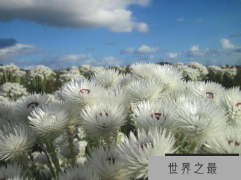 世界上最好看的花