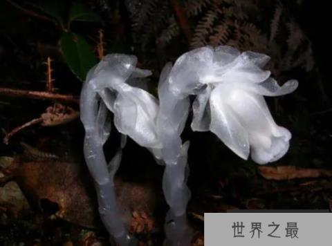 世界上最神秘的花