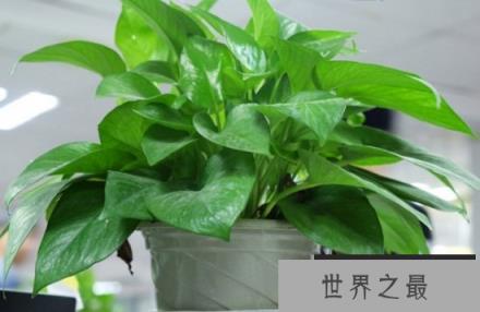 生命力很强的绿萝