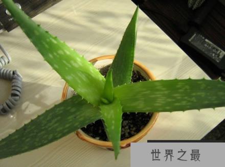 净化空气的芦荟