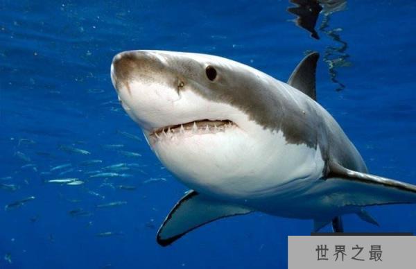 大白鲨