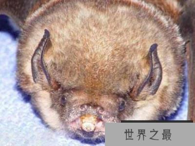 世界上最凶残的蝙蝠，猪脸大蝙蝠嗜血成性