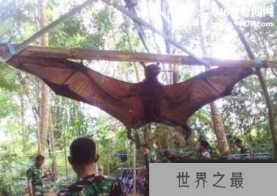 世界上最凶残的蝙蝠，猪脸大蝙蝠嗜血成性