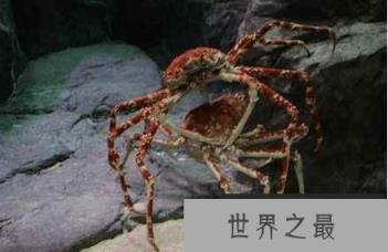 世界上最大的螃蟹是什么蟹——杀人蜘蛛蟹