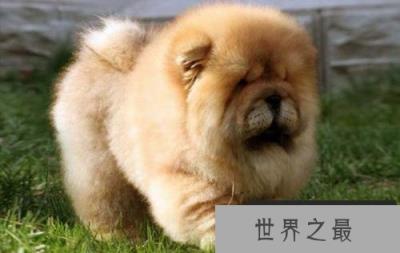 松狮犬
