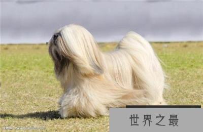 世界上十大最长寿的狗狗排名