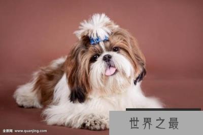 世界上十大最长寿的狗狗排名