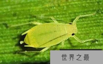盘点世界上最奇怪的十大昆虫 个个姿态怪异