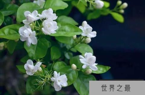 茉莉花