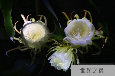 十大好看的花——昙花