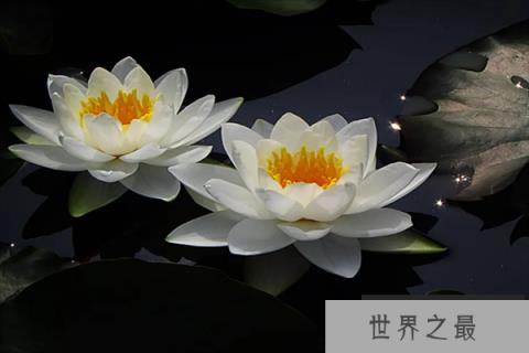 十大好看的花——睡莲