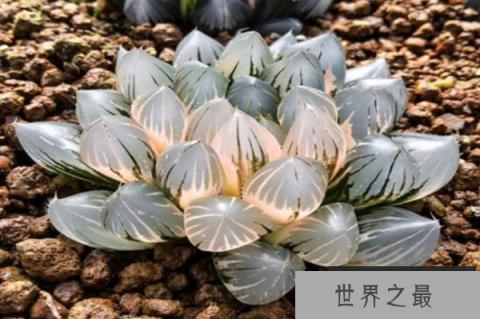 十大最贵多肉，最贵高达十几万，第八像扇子