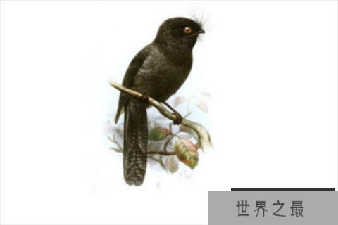 世界十大最稀有的鸟类，菲律宾国鸟上榜，第二最神出鬼没