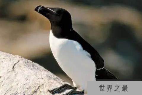 十大灭绝动物，第一被称为北极企鹅，北美白狼上榜