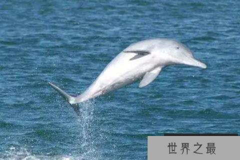 十大灭绝动物，第一被称为北极企鹅，北美白狼上榜