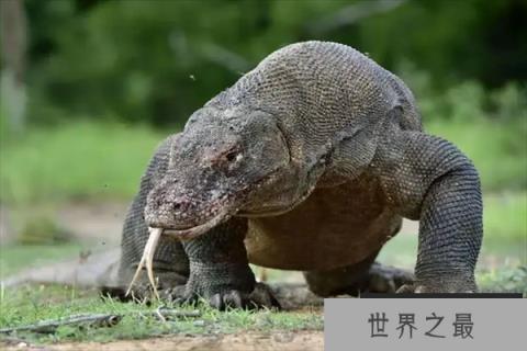 世界上十大最凶猛的蜥蜴，科莫多龙上榜，第十会断尾