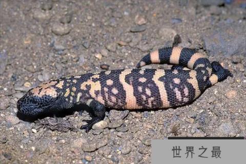 世界上十大最凶猛的蜥蜴，科莫多龙上榜，第十会断尾