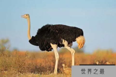 非洲鸵鸟