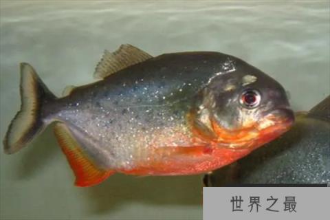 世界十大食人鱼，红腹食人鱼排第一，第三是S属水虎品种