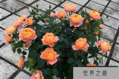 十大勤花月季，奥斯汀多款月季上榜，第一是最常见阳台月季