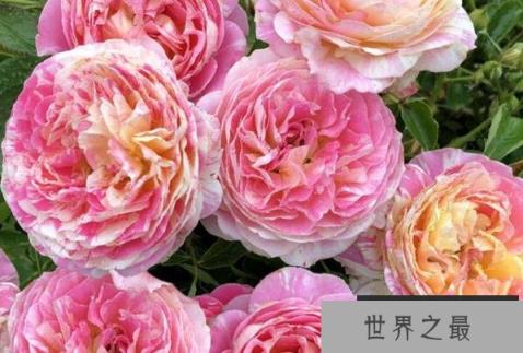 十大勤花月季，奥斯汀多款月季上榜，第一是最常见阳台月季