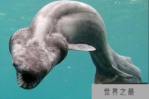 十大古老海洋动物，第三可活100岁，第九出现时间比恐龙早