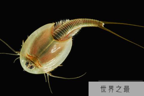 十大古老海洋动物，第三可活100岁，第九出现时间比恐龙早