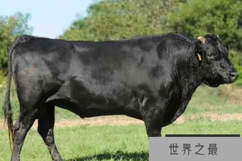 世界十大肉牛品种