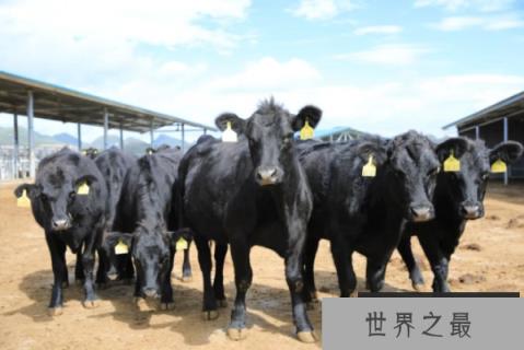 世界十大肉牛品种
