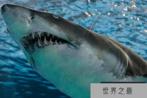 十大最大的海洋生物排名，第一是蓝鲸，虎鲸上榜