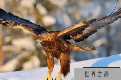 最凶猛的鸟十大排名，秃鹫上榜，第九是国家一级保护动物