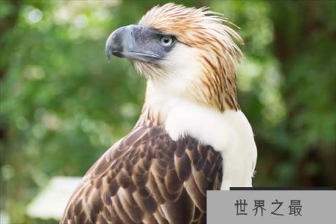 最凶猛的鸟十大排名，秃鹫上榜，第九是国家一级保护动物