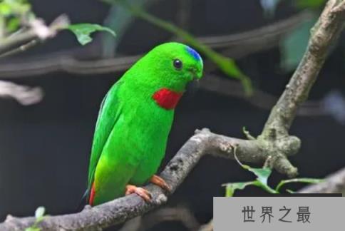 十大名贵鹦鹉品种，第一最为珍贵，椰子金刚排第六