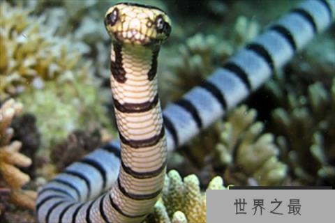 十大最毒的海洋生物，第五擅长伪装，第十有药用价值