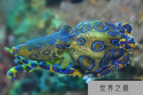 十大最毒的海洋生物，第五擅长伪装，第十有药用价值