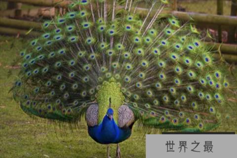 十大最漂亮的鸟