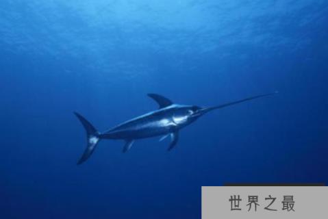速度最快的十大海洋生物，最快时速130公里，巨头鲸上榜
