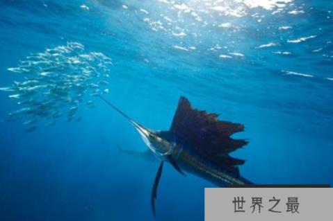 速度最快的十大海洋生物，最快时速130公里，巨头鲸上榜