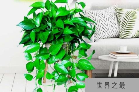十大净化空气植物 富贵竹上榜，第十被称为天然的清道夫