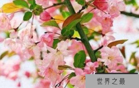 世界上最恐怖的十种花 坏女人花上榜，第十能够散发恶臭