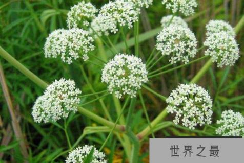 世界上最恐怖的十种花 坏女人花上榜，第十能够散发恶臭