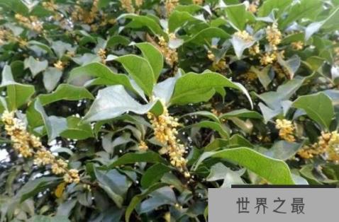 十大开花最香的树 蜡梅上榜,第三被誉为“花中神仙”