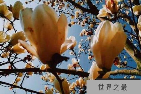 十大开花最香的树 蜡梅上榜,第三被誉为“花中神仙”