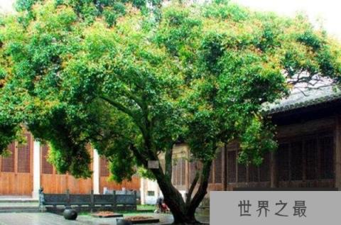 庭院十大吉祥树排名 罗汉松上榜，第四寓意多子多福