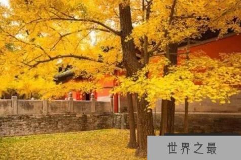 庭院十大吉祥树排名 罗汉松上榜，第四寓意多子多福